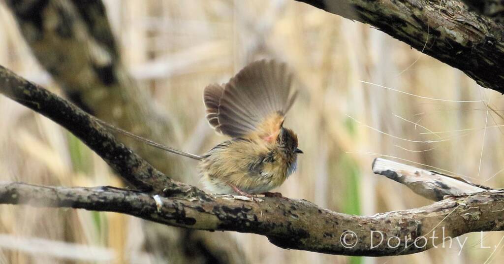Southern Emu-wren © Dorothy L