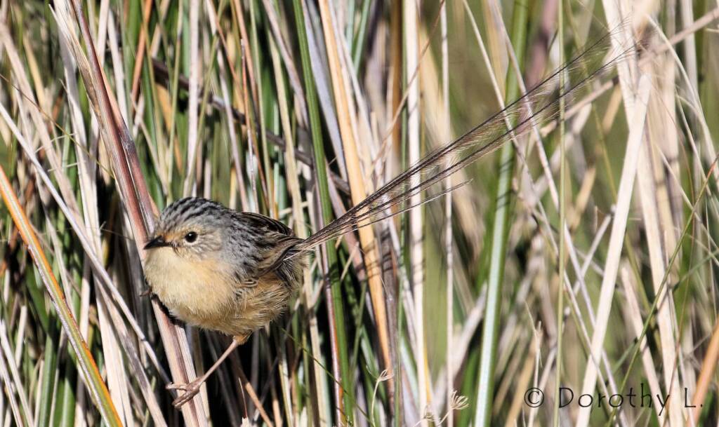 Southern Emu-wren © Dorothy L