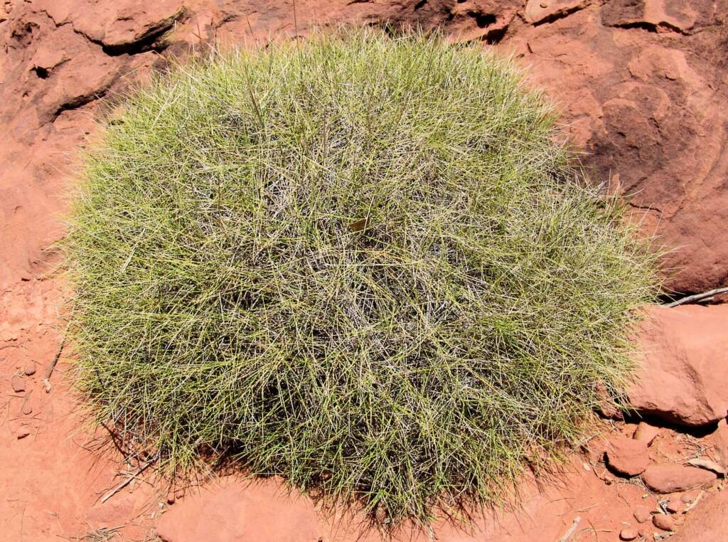 Soft Spinifex (Triodia pungens), Finke Gorge National Park