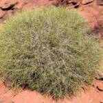 Soft Spinifex (Triodia pungens), Finke Gorge National Park