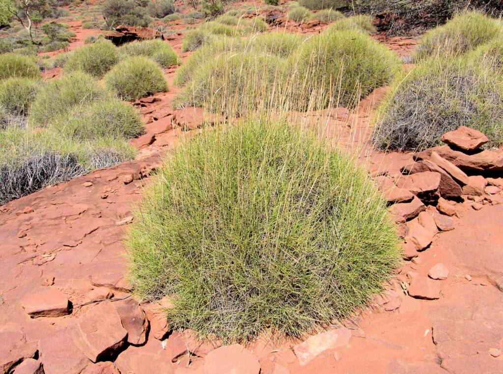 Soft Spinifex (Triodia pungens), Finke Gorge National Park