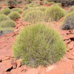 Soft Spinifex (Triodia pungens), Finke Gorge National Park