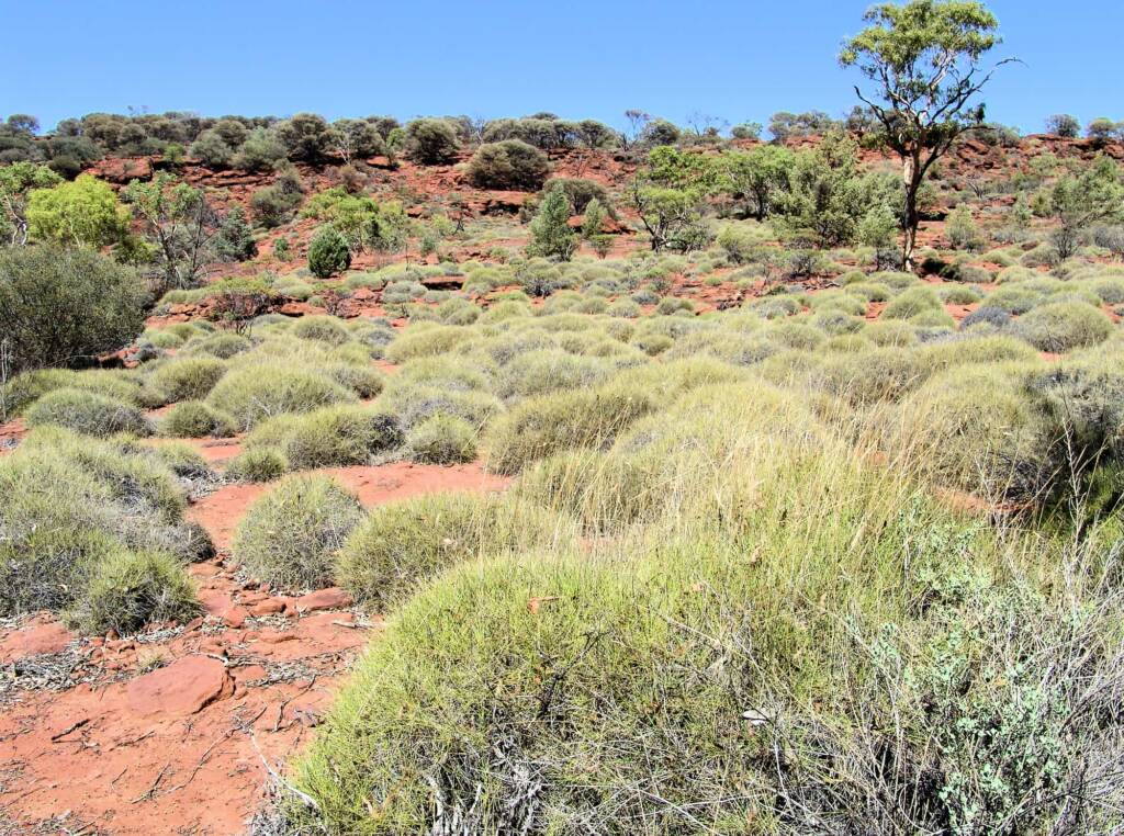Soft Spinifex (Triodia pungens), Finke Gorge National Park
