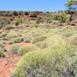 Soft Spinifex (Triodia pungens), Finke Gorge National Park