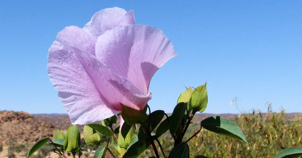 Sturt's Desert Rose (Gossypium sturtianum)