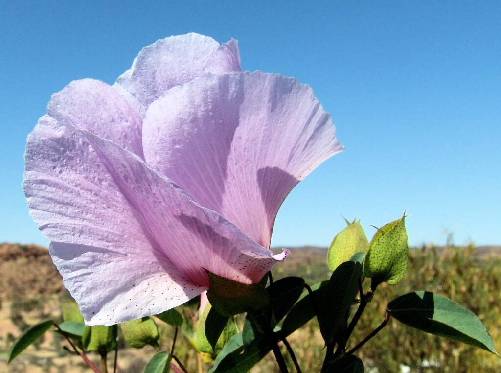 Sturt's Desert Rose (Gossypium sturtianum)