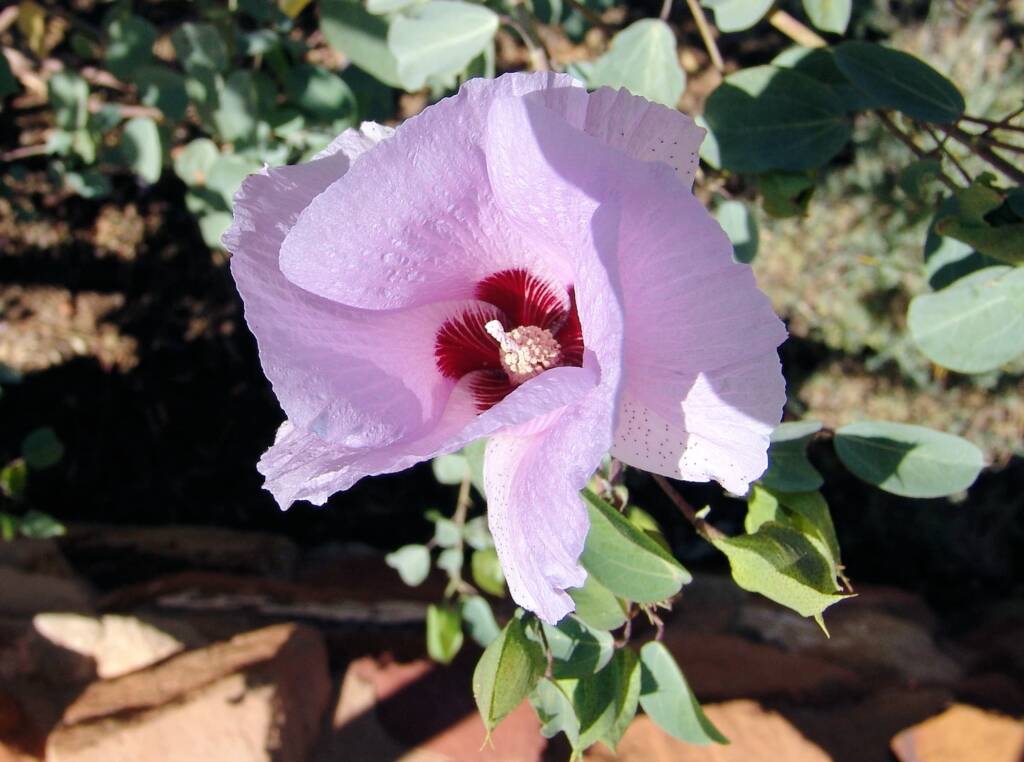 Sturt's Desert Rose (Gossypium sturtianum)