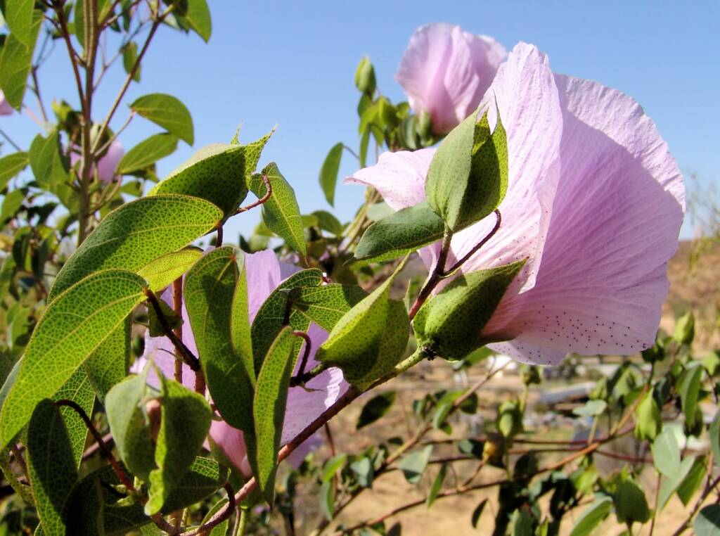 Sturt's Desert Rose (Gossypium sturtianum)