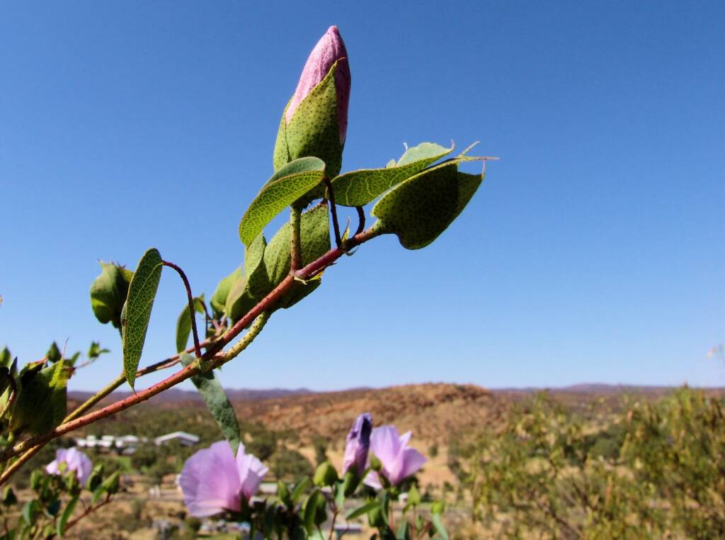 Sturt's Desert Rose (Gossypium sturtianum)