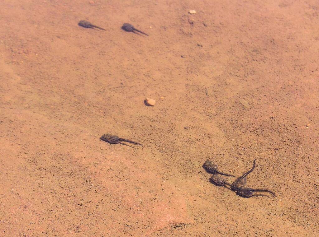 Tadpoles at Finke Gorge National Park, 2007