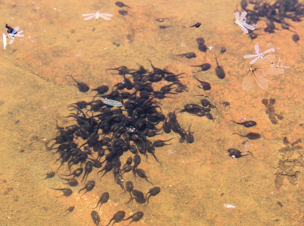 Tadpoles at Finke Gorge National Park, 2007