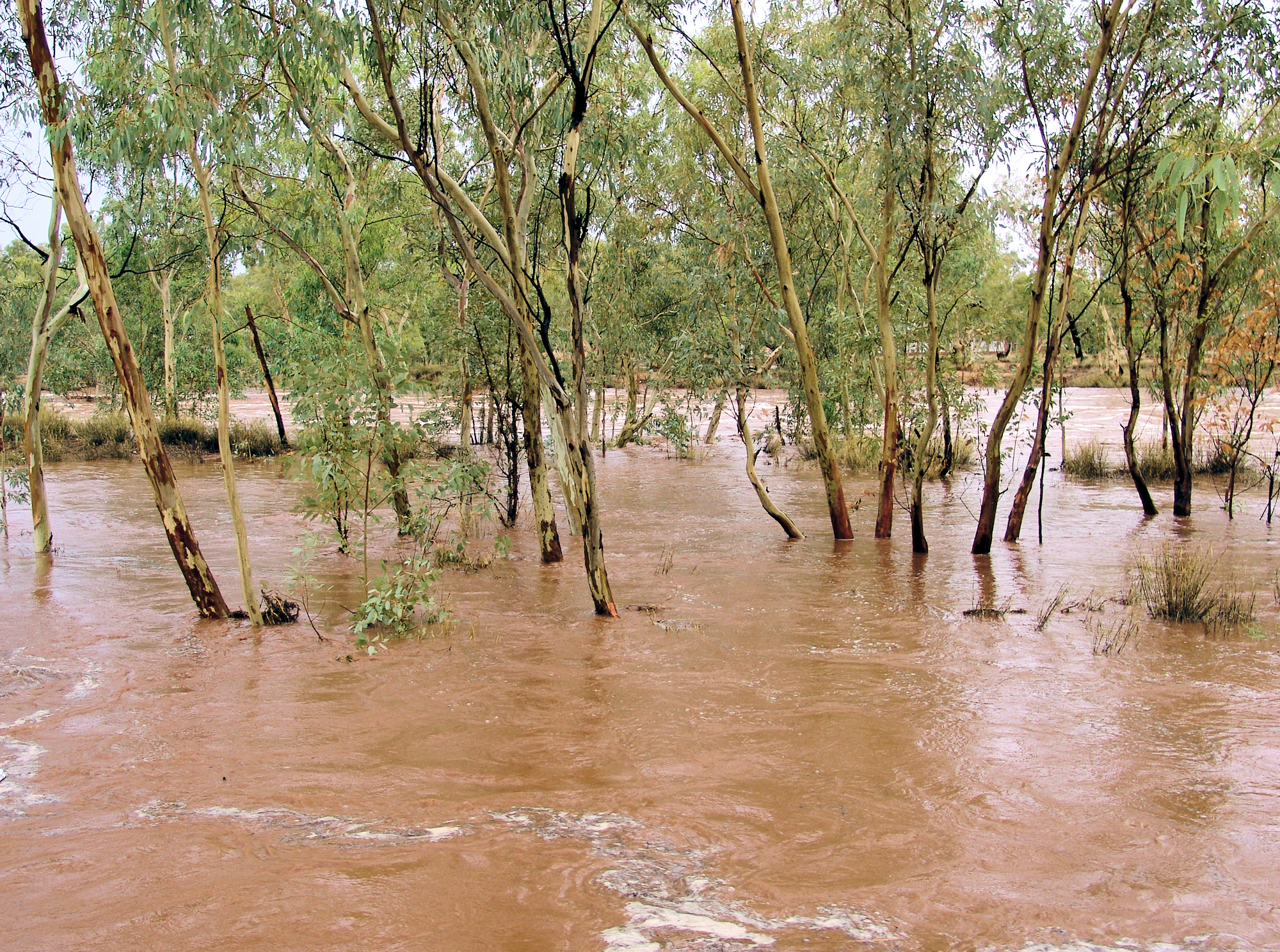 Todd River, eucalypts and red gums, Alice Springs, 9 Jan 2010
