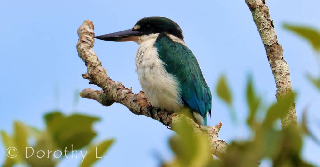 Torresian Kingfisher (Todiramphus sordidus) © Dorothy L