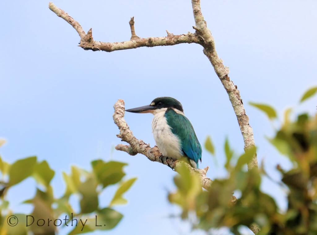 Torresian Kingfisher (Todiramphus sordidus) © Dorothy L
