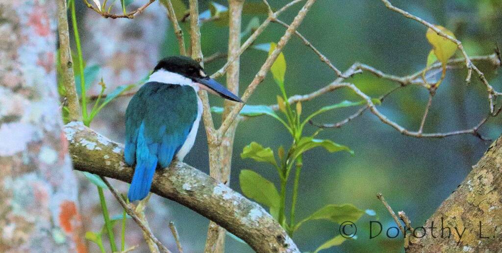 Torresian Kingfisher (Todiramphus sordidus) © Dorothy L