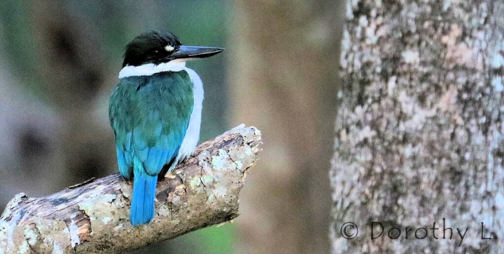 Torresian Kingfisher (Todiramphus sordidus) © Dorothy L