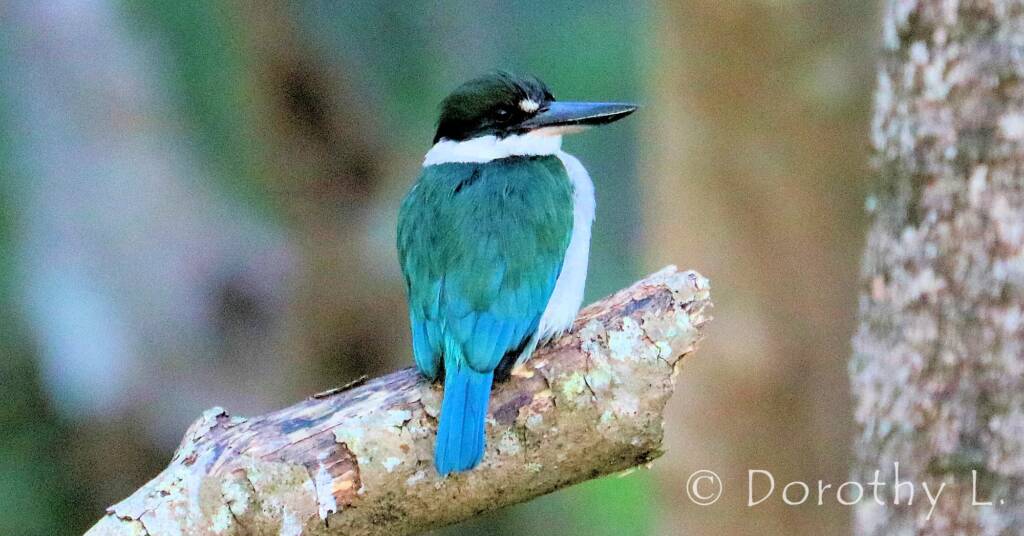 Torresian Kingfisher (Todiramphus sordidus) © Dorothy L