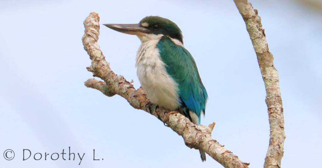 Torresian Kingfisher (Todiramphus sordidus) © Dorothy L