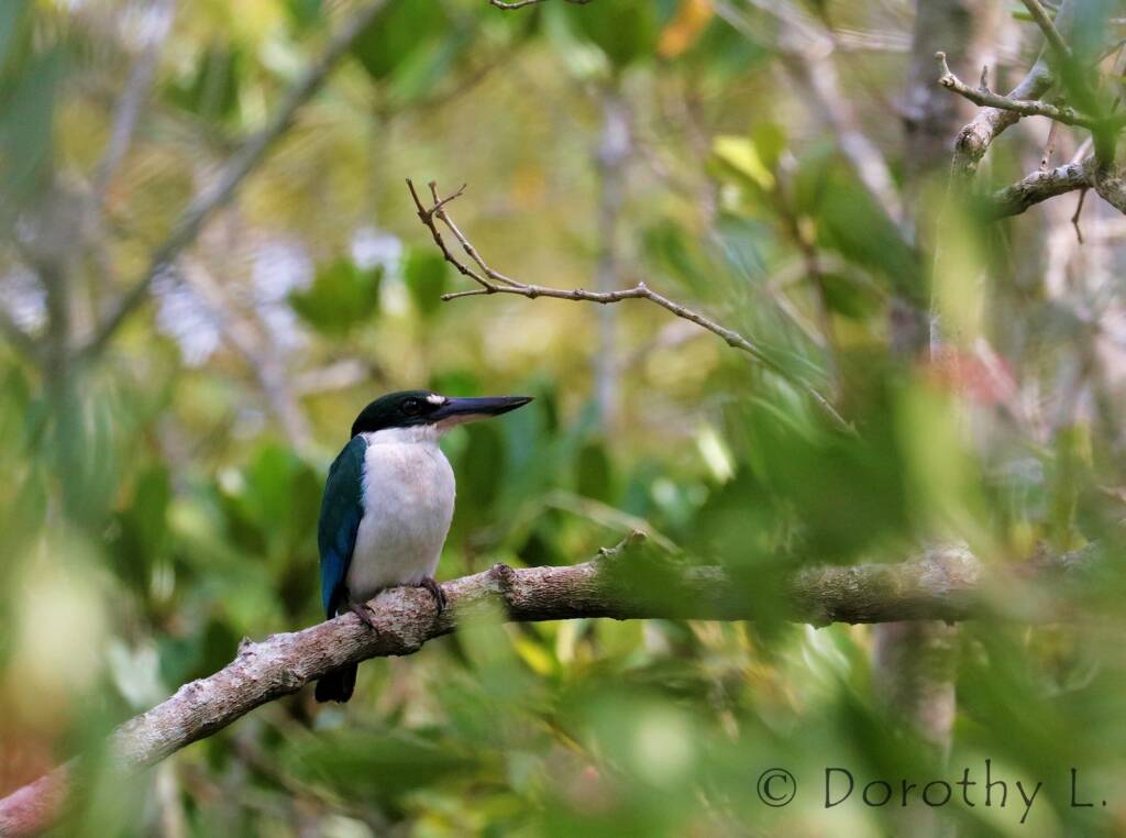 Torresian Kingfisher (Todiramphus sordidus) © Dorothy L