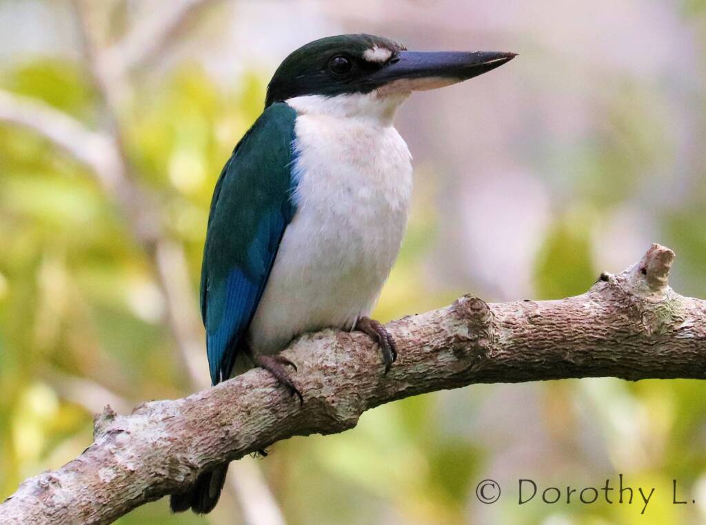 Torresian Kingfisher (Todiramphus sordidus) © Dorothy L