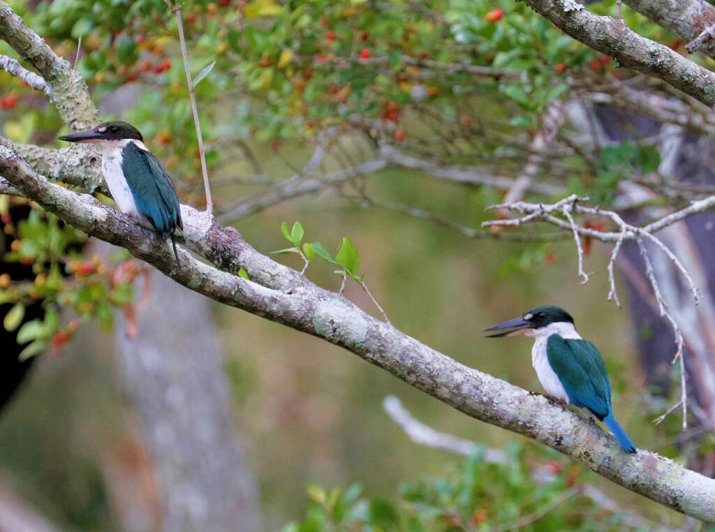 Torresian Kingfisher (Todiramphus sordidus) © Dorothy L