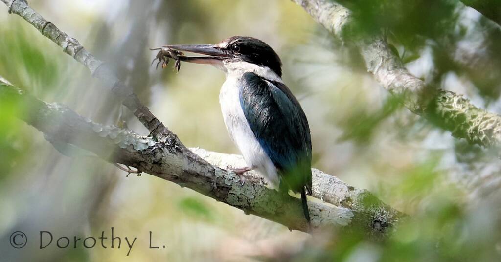 Torresian Kingfisher (Todiramphus sordidus) © Dorothy L