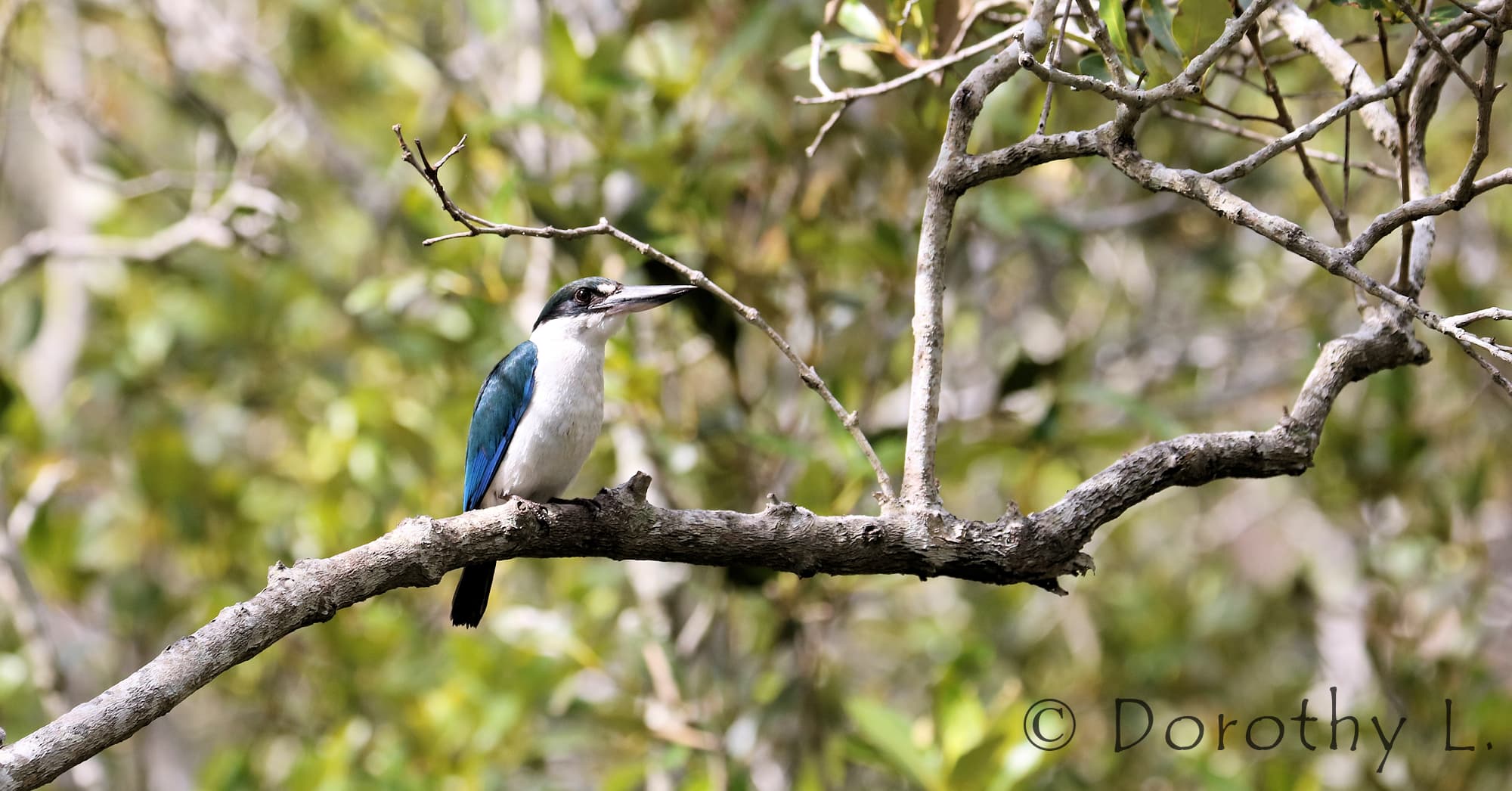 Torresian Kingfisher (Todiramphus sordidus) © Dorothy L