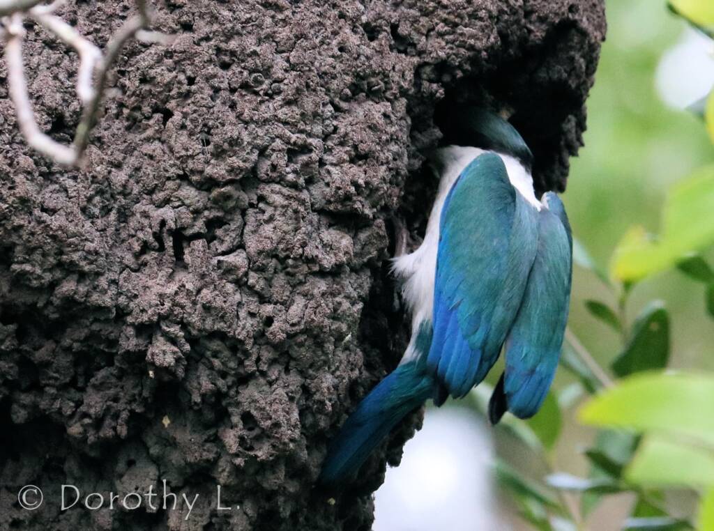 Torresian Kingfisher (Todiramphus sordidus) © Dorothy L