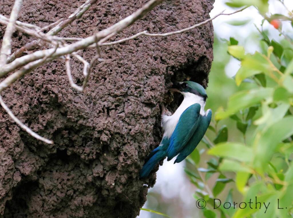 Torresian Kingfisher (Todiramphus sordidus) © Dorothy L