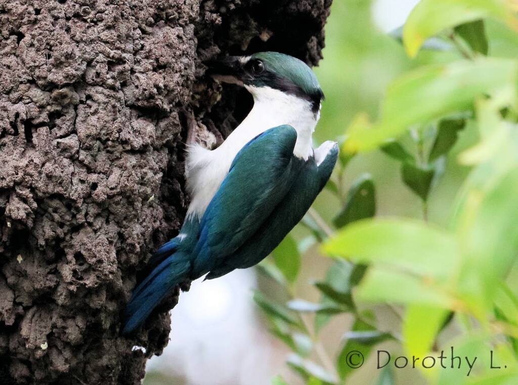 Torresian Kingfisher (Todiramphus sordidus) © Dorothy L