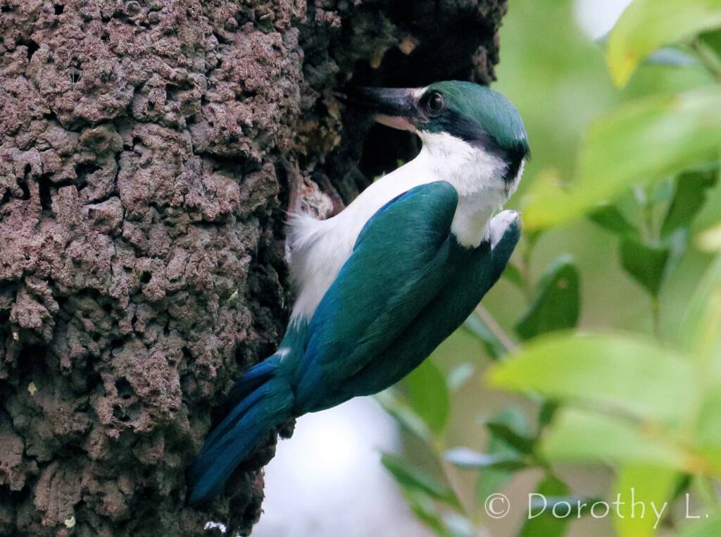 Torresian Kingfisher (Todiramphus sordidus) © Dorothy L