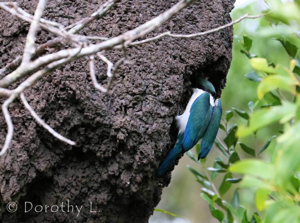Torresian Kingfisher (Todiramphus sordidus) © Dorothy L