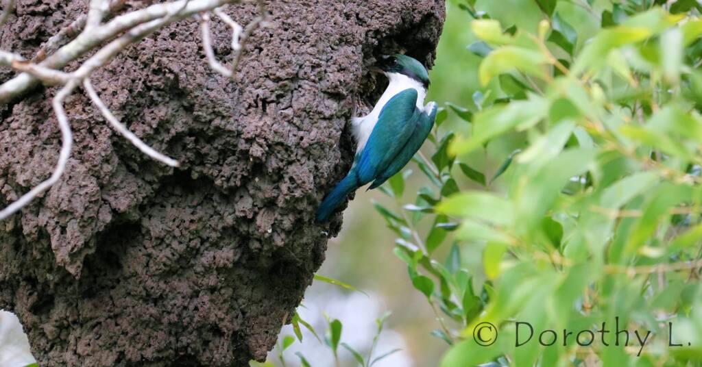 Torresian Kingfisher (Todiramphus sordidus) © Dorothy L