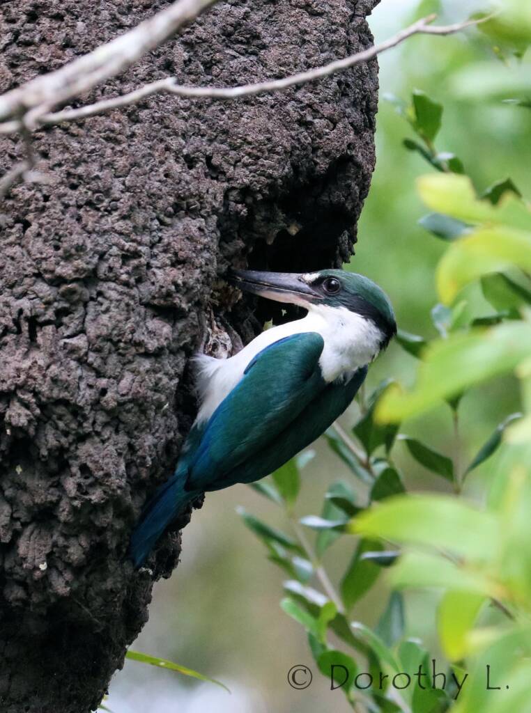 Torresian Kingfisher (Todiramphus sordidus) © Dorothy L
