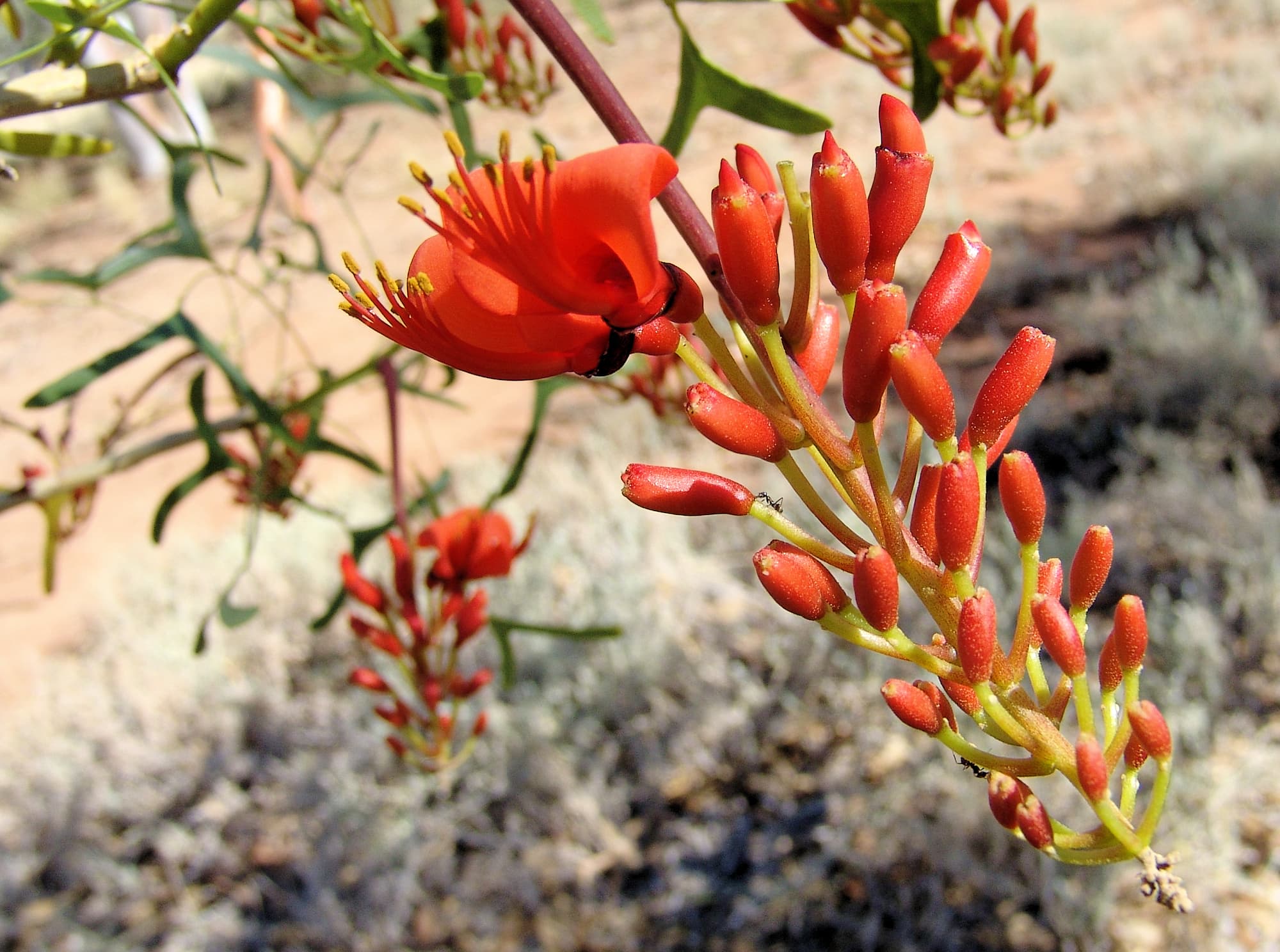 Bat's Wing Coral Tree (Erythrina vespertilio)