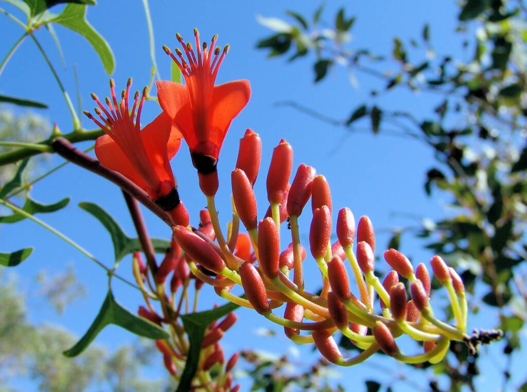 Bat's Wing Coral Tree (Erythrina vespertilio)