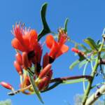 Bat's Wing Coral Tree (Erythrina vespertilio)