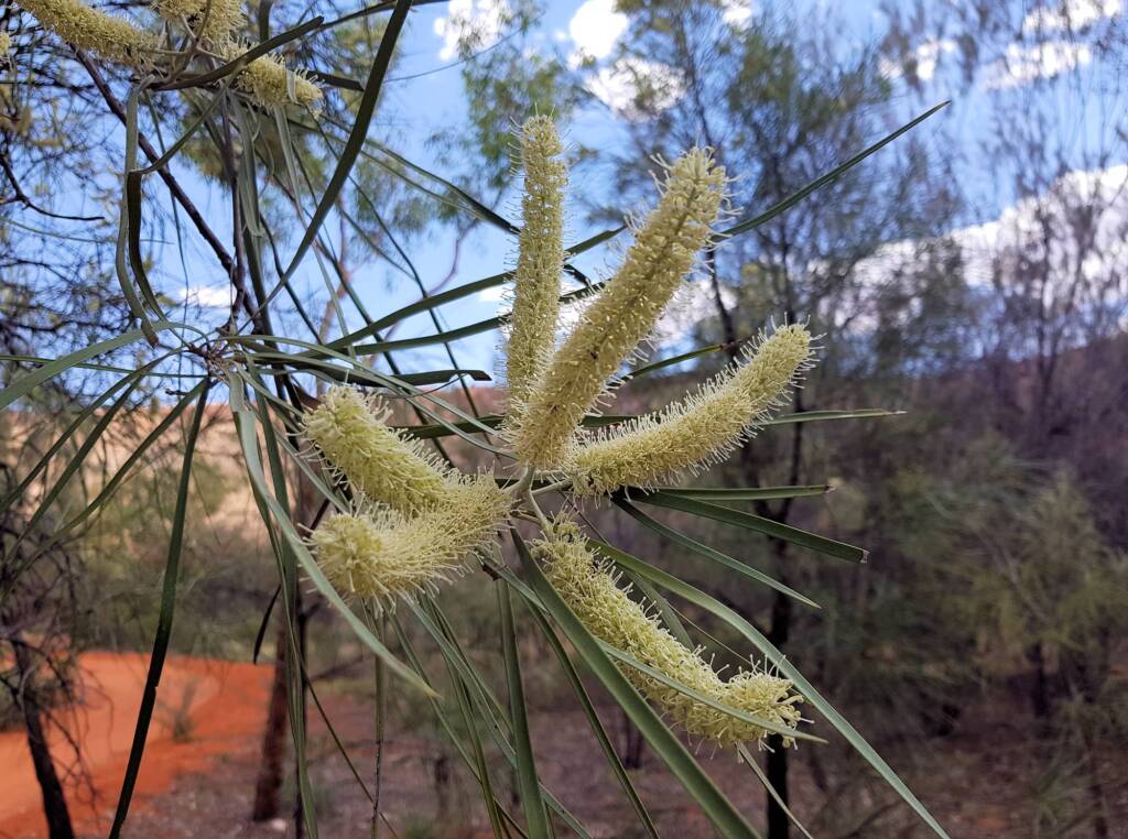 Beefwood (Grevillea striata)