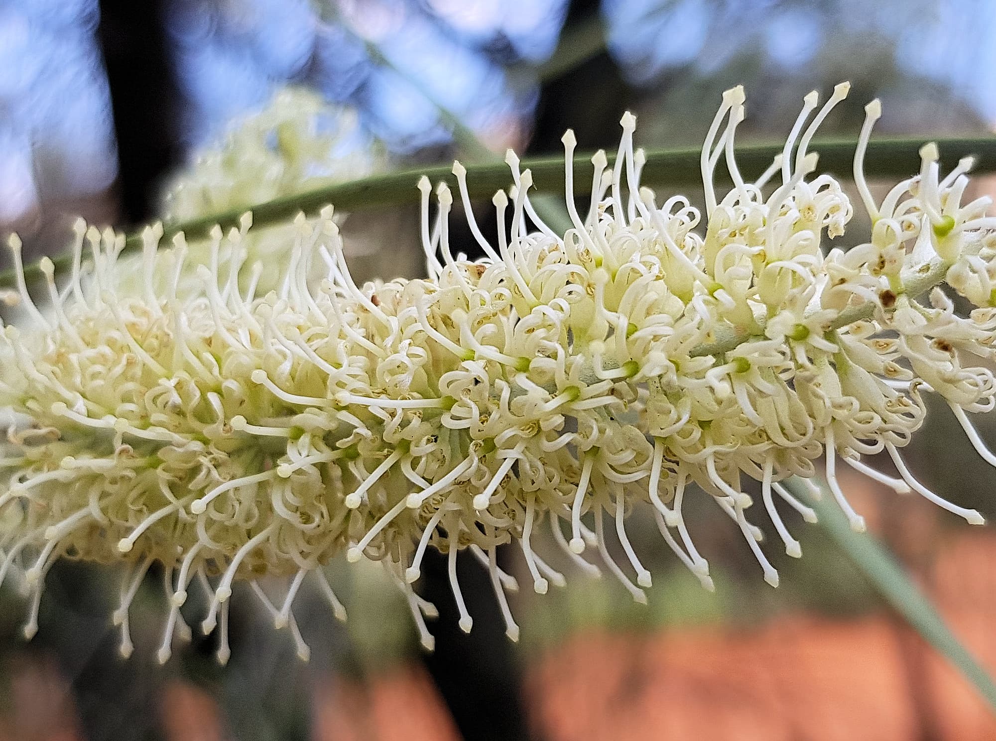 Beefwood (Grevillea striata)