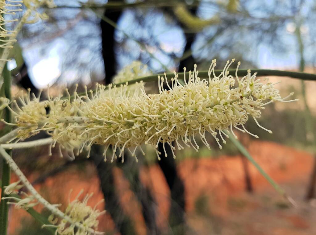 Beefwood (Grevillea striata)