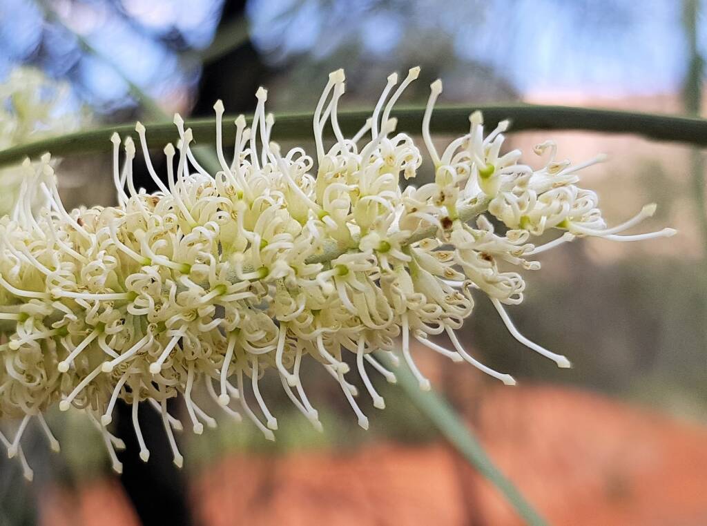 Beefwood (Grevillea striata)