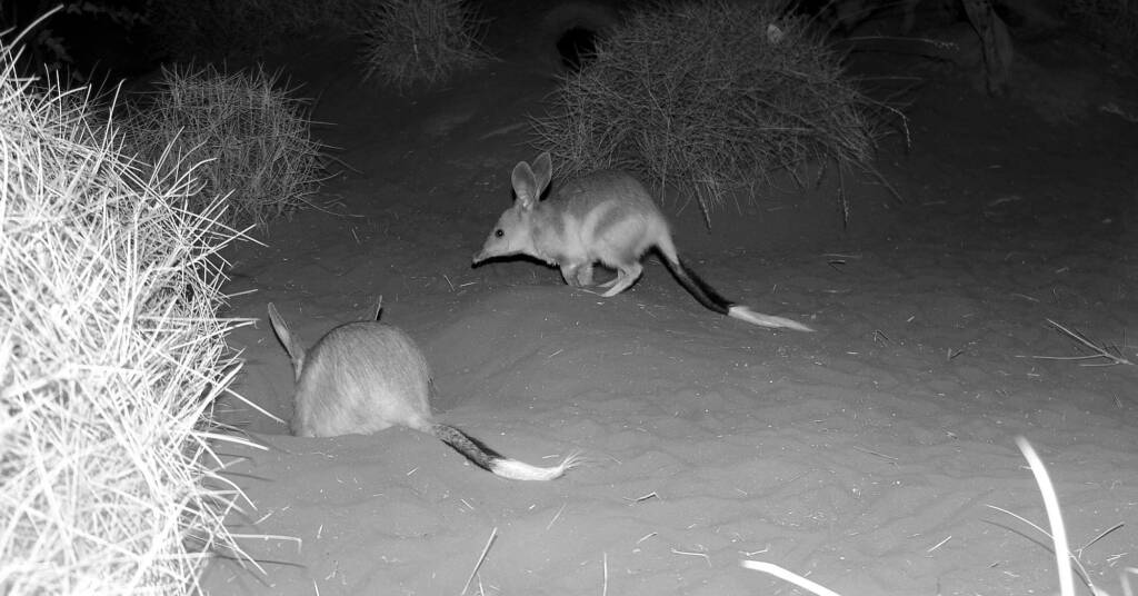 Bilby (Macrotis lagotis), Alice Springs Desert Park