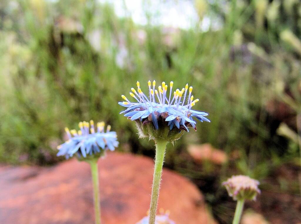 Blue Pincushion (Brunonia australis)