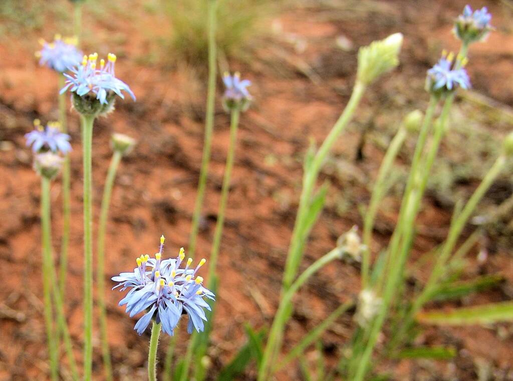 Blue Pincushion (Brunonia australis)