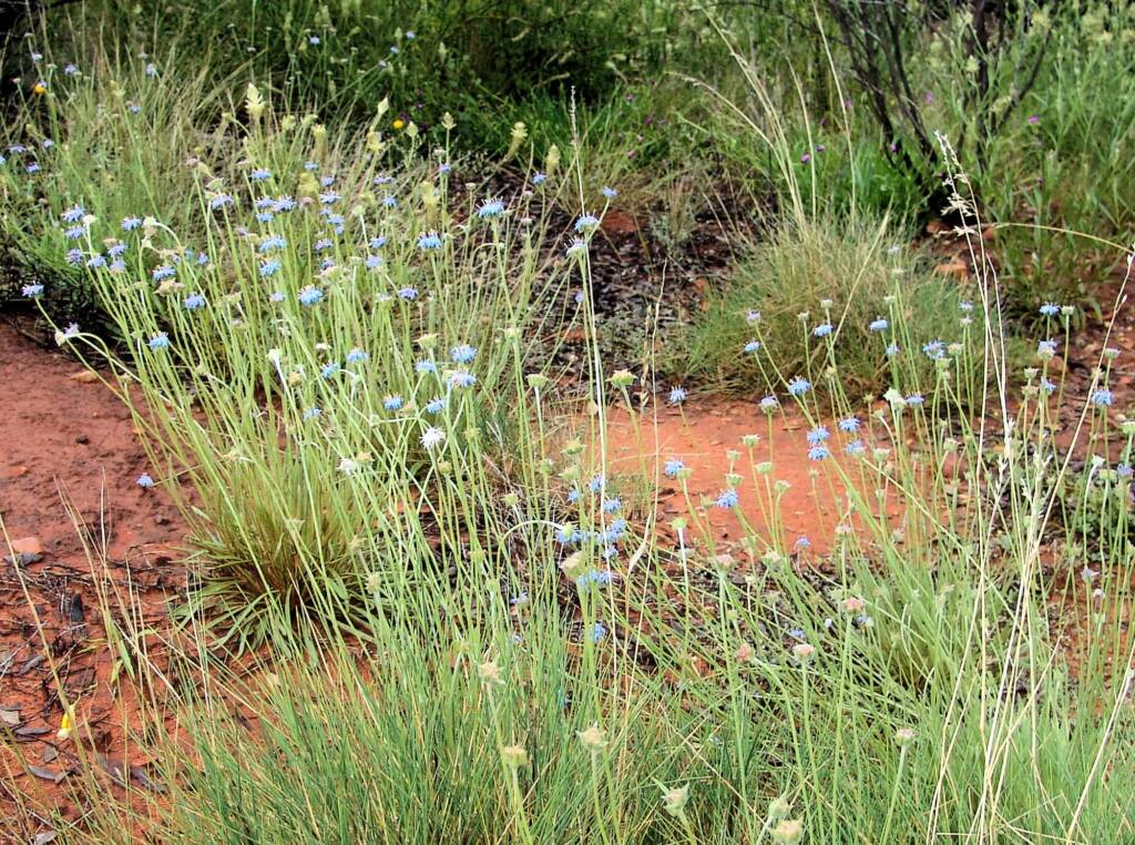 Blue Pincushion (Brunonia australis)