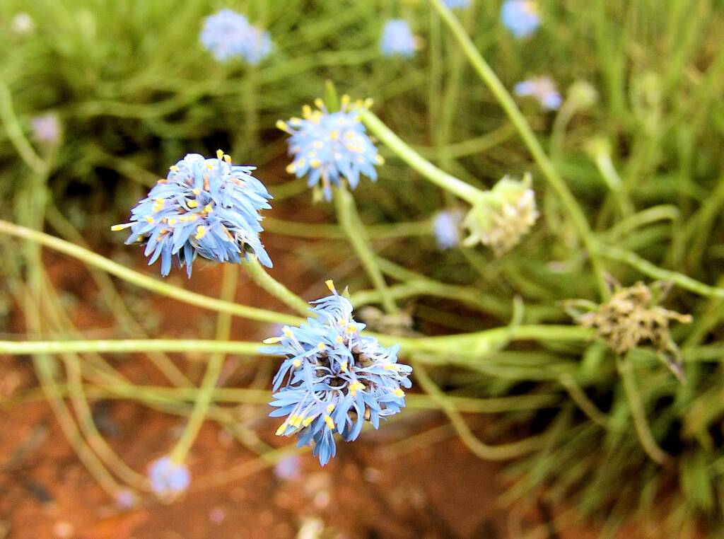 Blue Pincushion (Brunonia australis)