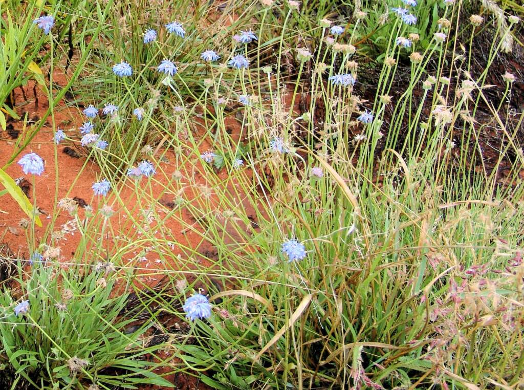 Blue Pincushion (Brunonia australis)