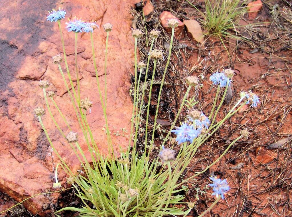 Blue Pincushion (Brunonia australis)