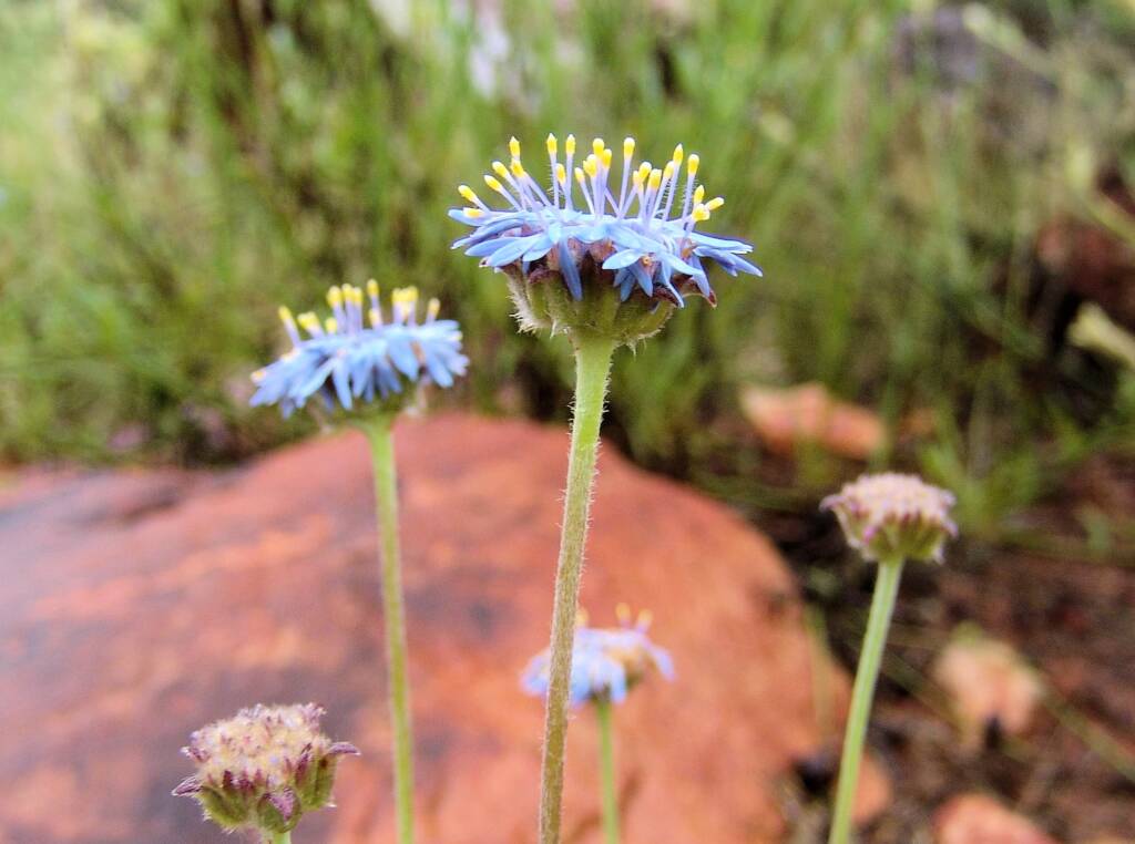 Blue Pincushion (Brunonia australis)