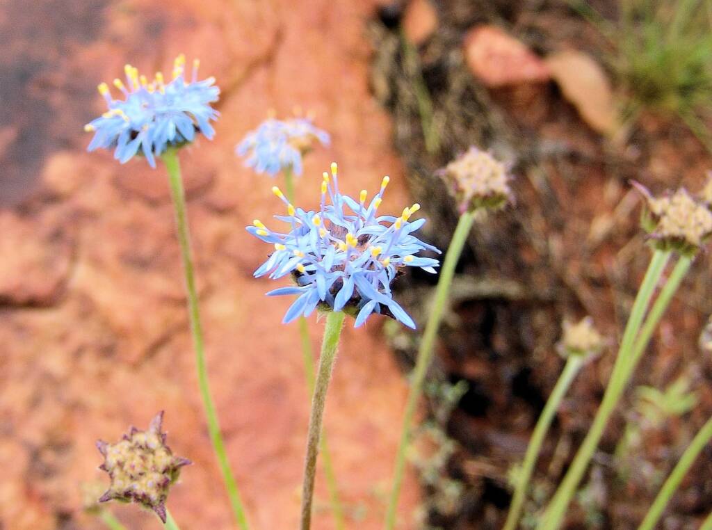 Blue Pincushion (Brunonia australis)